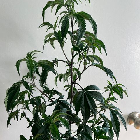 Jokerz Candy growlog timeline photo