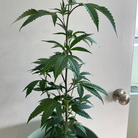 Lemon Cherry Gelato  growlog timeline photo