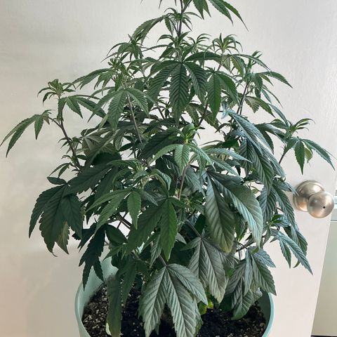 Permanent Gas 1 growlog timeline photo