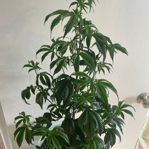 Jokerz Candy growlog timeline photo
