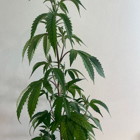 Lemon Cherry Gelato  growlog timeline photo