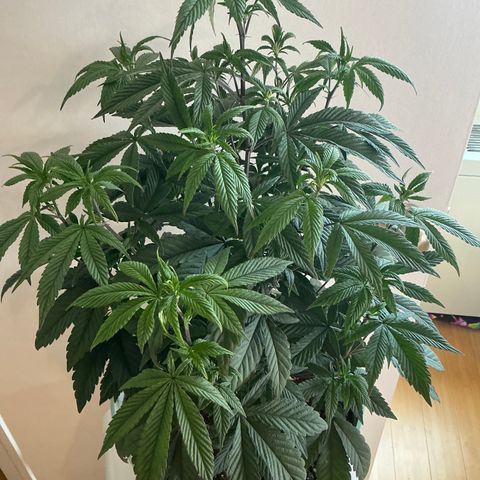 Permanent Gas 1 growlog timeline photo