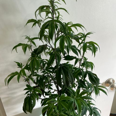 Jokerz Candy growlog timeline photo