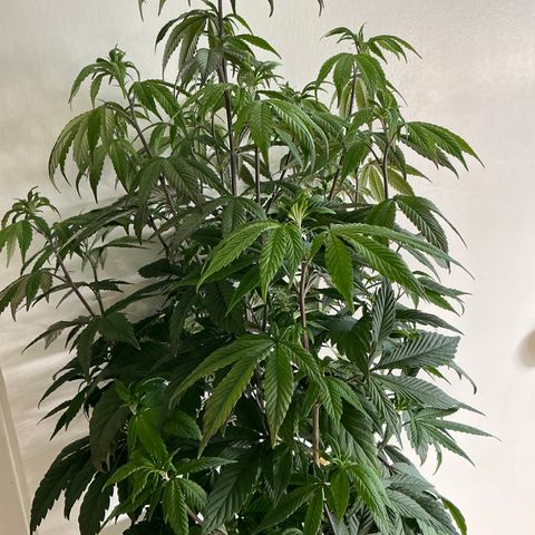 Permanent Gas 1 growlog timeline photo