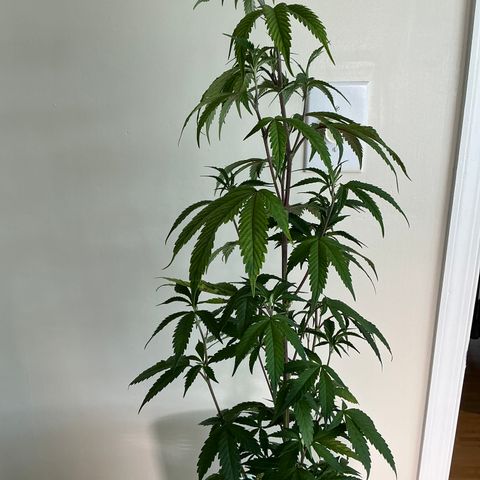 Lemon Cherry Gelato  growlog timeline photo