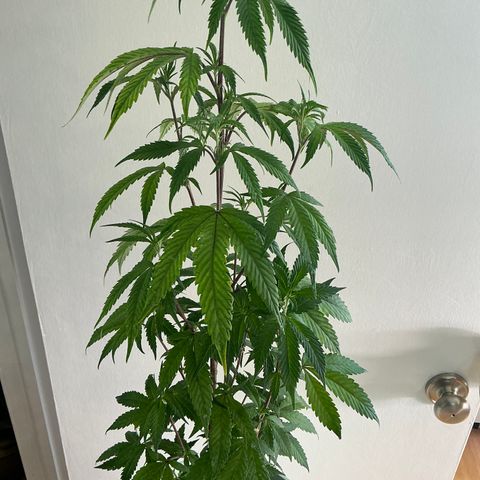 Lemon Cherry Gelato  growlog timeline photo