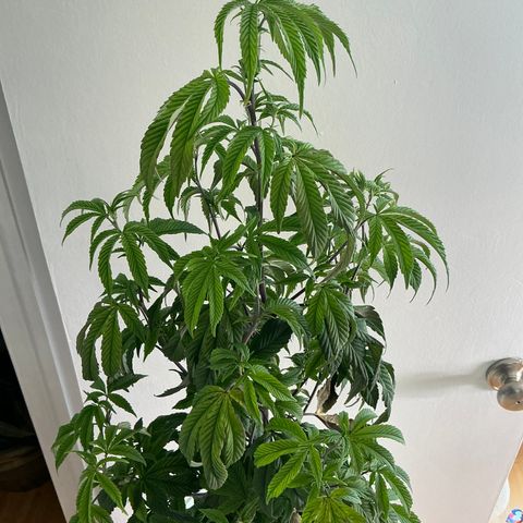 Jokerz Candy growlog timeline photo