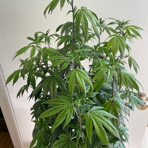 Permanent Gas 1 growlog timeline photo