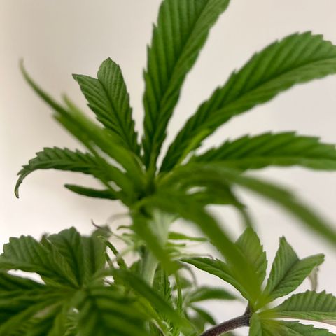 Jokerz Candy growlog timeline photo