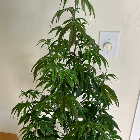 Jokerz Candy growlog timeline photo