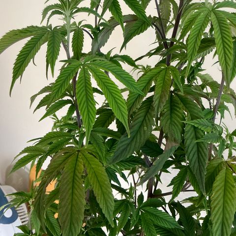 Jokerz Candy growlog timeline photo