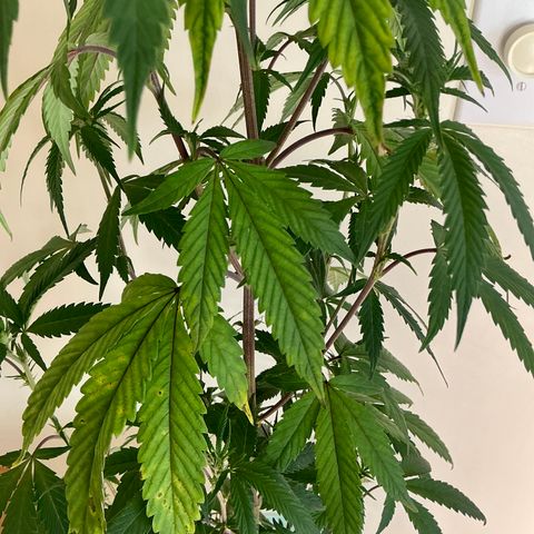 Lemon Cherry Gelato  growlog timeline photo