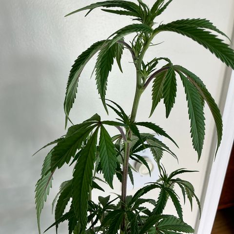 Lemon Cherry Gelato  growlog timeline photo