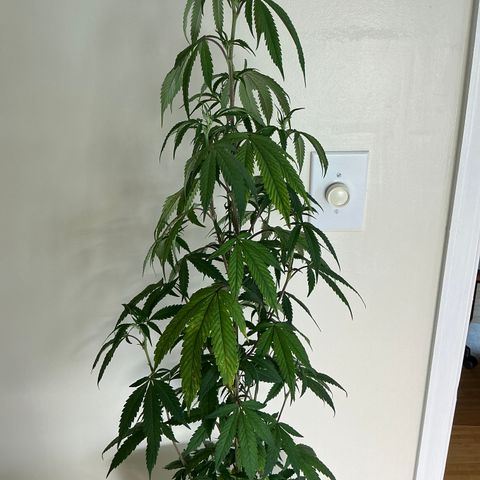 Lemon Cherry Gelato  growlog timeline photo