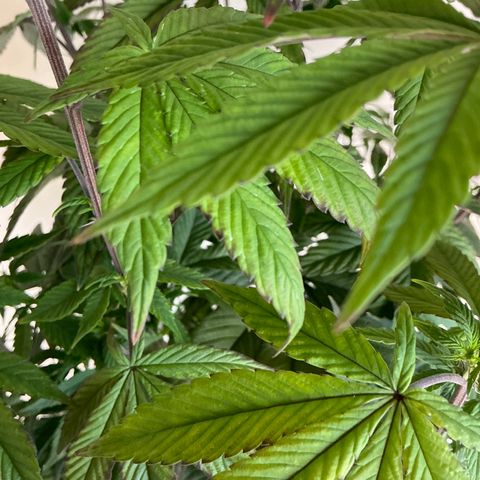 Permanent Gas 1 growlog timeline photo