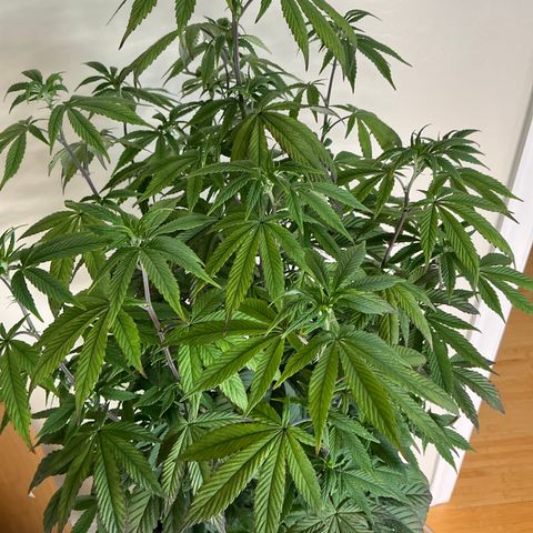 Permanent Gas 1 growlog timeline photo