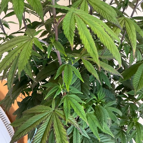 Permanent Gas 1 growlog timeline photo
