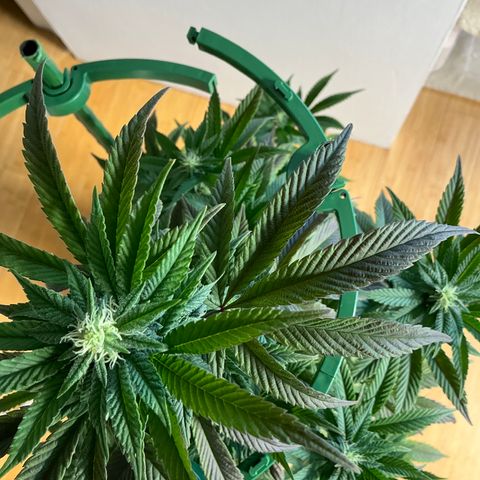 Jokerz Candy growlog timeline photo