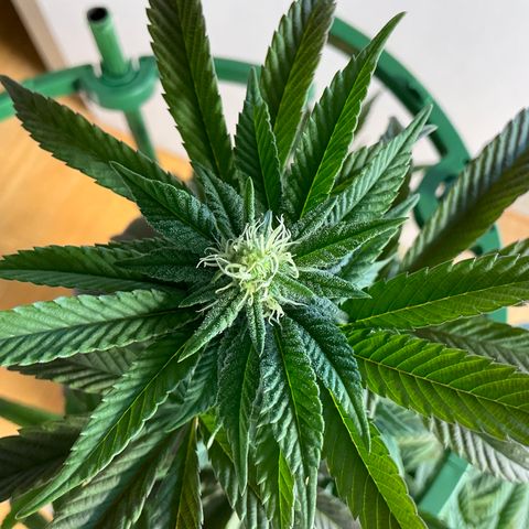 Jokerz Candy growlog timeline photo