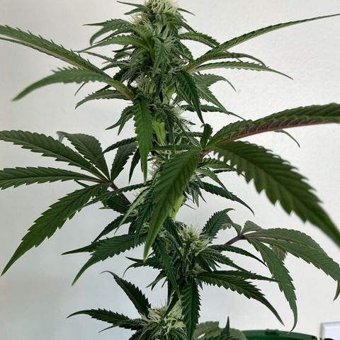 Lemon Cherry Gelato  growlog timeline photo