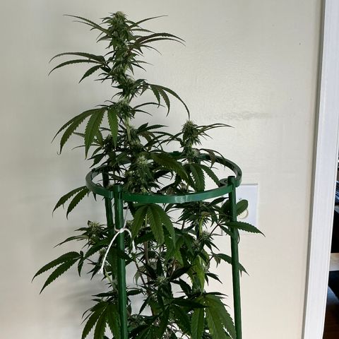 Lemon Cherry Gelato  growlog timeline photo