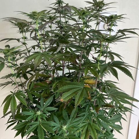 Permanent Gas 1 growlog timeline photo