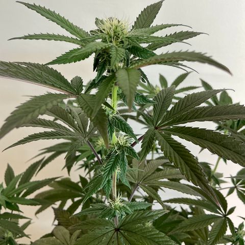 Permanent Gas 1 growlog timeline photo