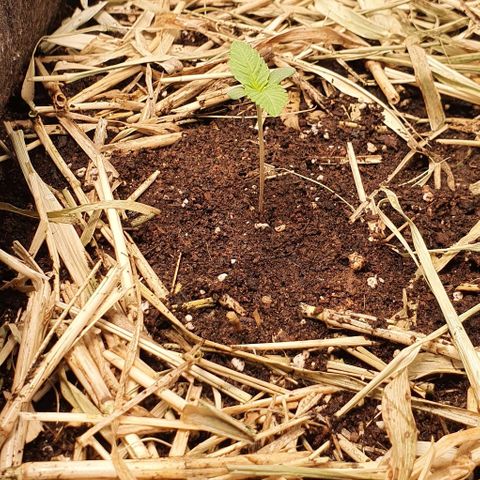 Night Prince #1 growlog timeline photo