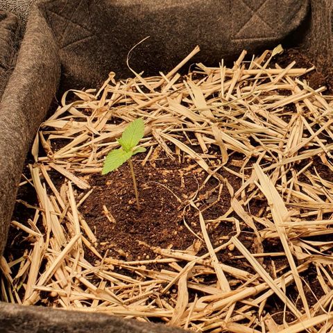 Night Prince #1 growlog photo: Continue de grossir, RAS