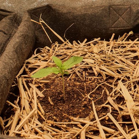 Night Prince #1 growlog timeline photo