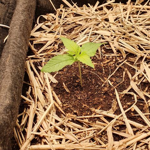 Night Prince #1 growlog timeline photo