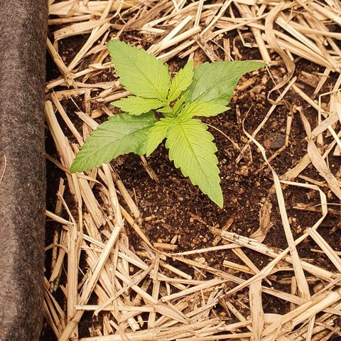 Night Prince #1 growlog timeline photo