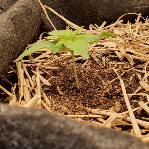 Night Prince #1 growlog timeline photo