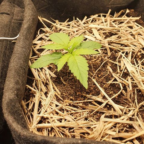 Night Prince #1 growlog timeline photo
