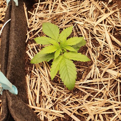 Night Prince #1 growlog timeline photo