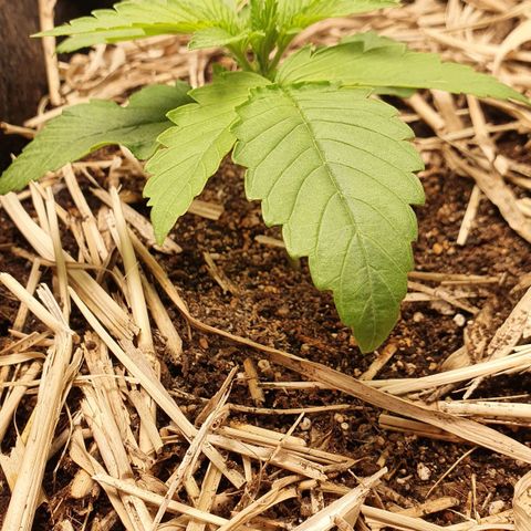 Night Prince #1 growlog timeline photo