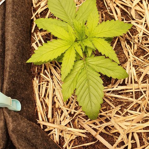 Night Prince #1 growlog timeline photo