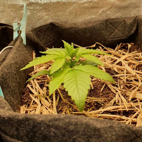 Night Prince #1 growlog timeline photo