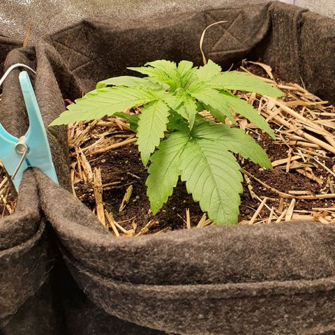 Night Prince #1 growlog timeline photo