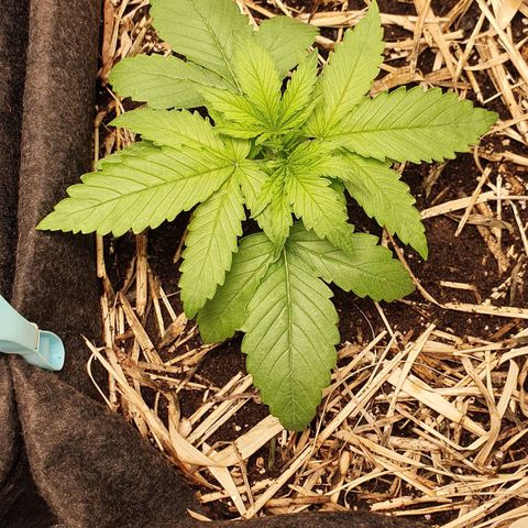 Night Prince #1 growlog timeline photo