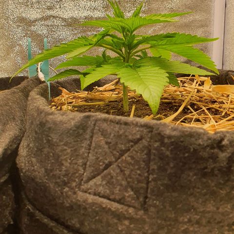 Night Prince #1 growlog timeline photo