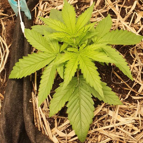 Night Prince #1 growlog timeline photo