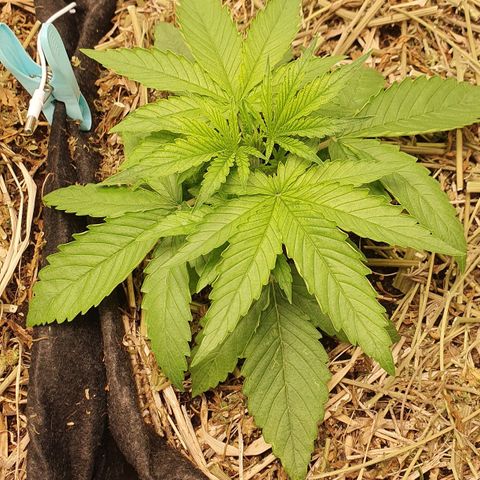 Night Prince #1 growlog timeline photo