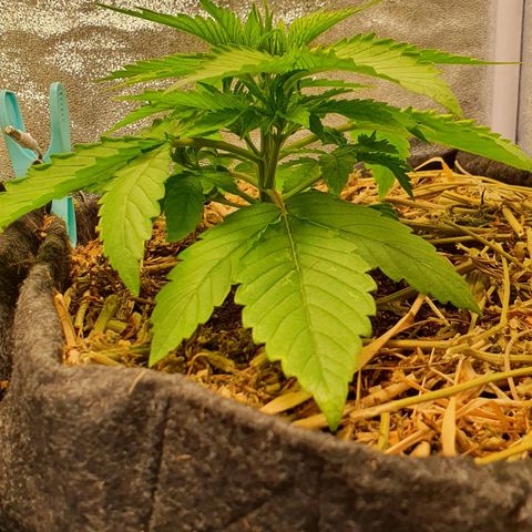 Night Prince #1 growlog timeline photo