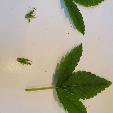 Night Prince #1 growlog photo: Taille apicale et 1ère défoliation.