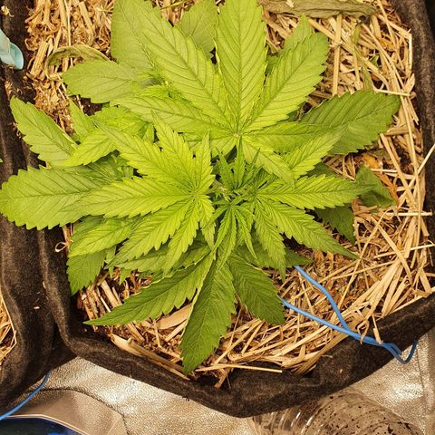 Night Prince #1 growlog timeline photo