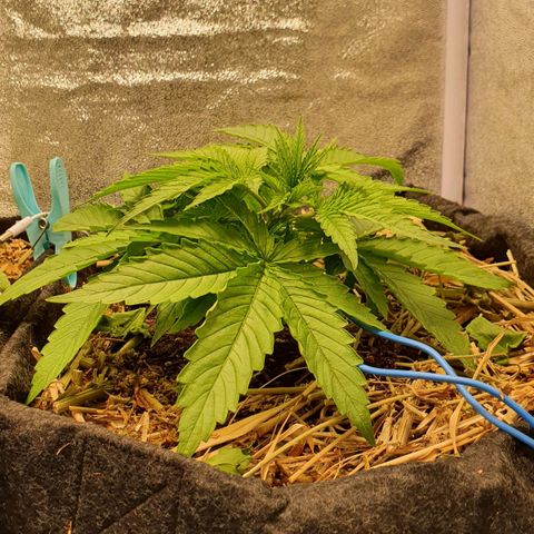 Night Prince #1 growlog timeline photo