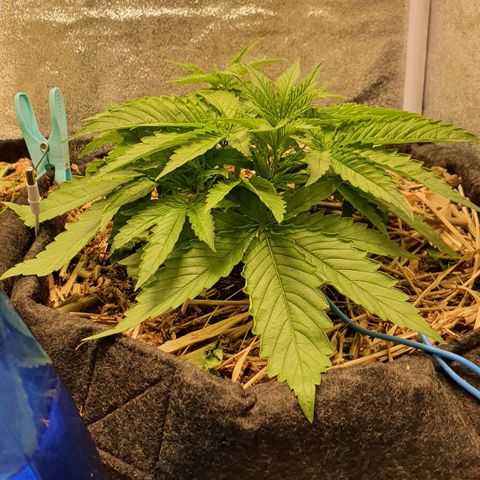 Night Prince #1 growlog timeline photo