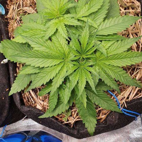 Night Prince #1 growlog timeline photo