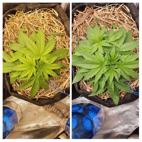 Night Prince #1 growlog timeline photo